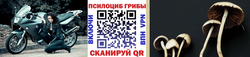 Псилоцибиновые грибы Psilocybe  Прокопьевск 